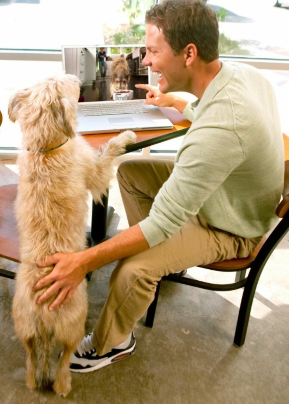 VISUELLE: Hunden regaerer på bevegelser og lyd.