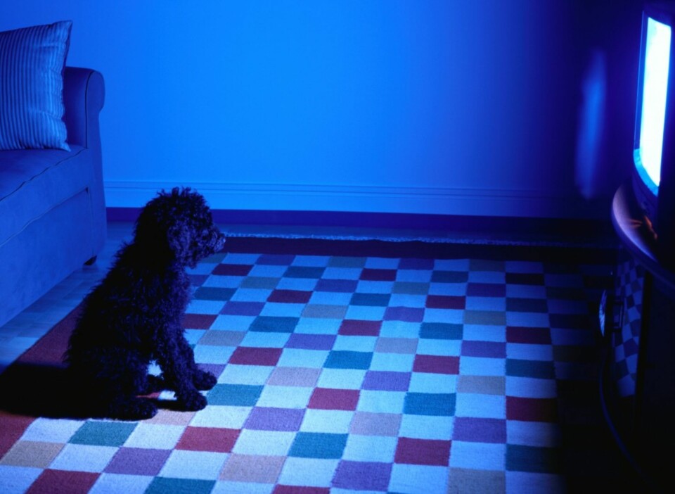 HA KONTROLL: Om hunden bjeffer mot TV-en, må du skap en rolig situasjon.