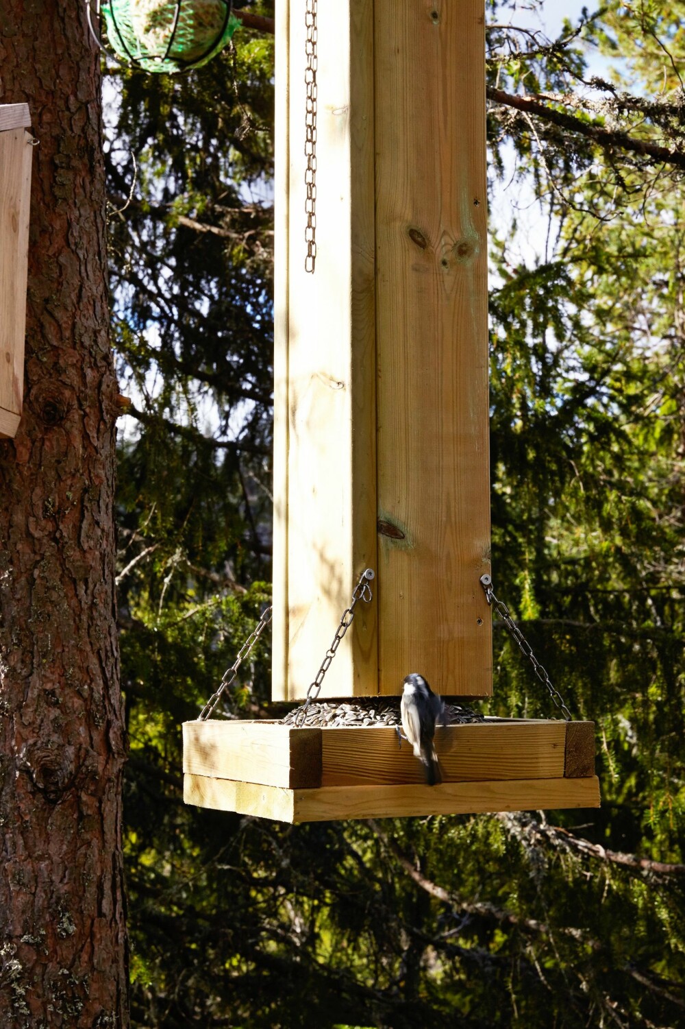 FUGLELIV: Foran hytta har paret satt opp flere fuglematere. Kjøkkenvinduet er det eneste som ikke har gardiner, 
for at de skal kunne nyte synet av fuglelivet mens de lager mat.
