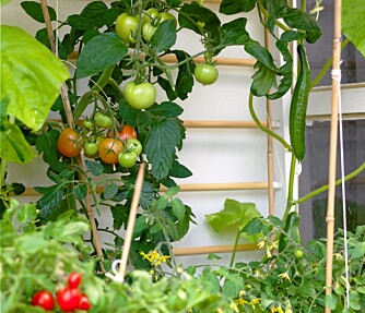 Tomater er egnet, men langt fra det mest eksotiske du kan dyrke i drivhus.