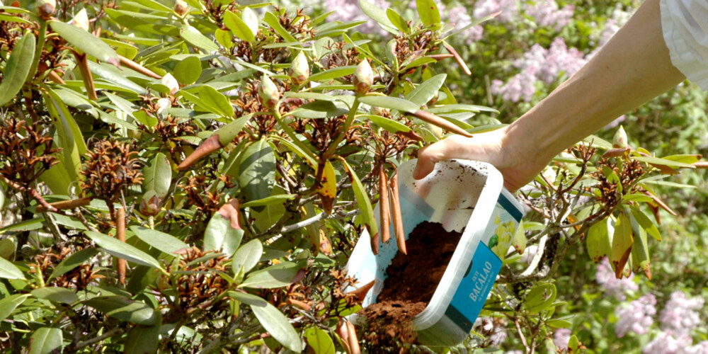 FINT I SURBED: Rhododendron og andre surbedsplanter kan dra nytte av kaffegrut som gjødsel og/eller jordforbedrende middel.