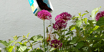 SKAL HOLDE SNEGL OG KATTER UNNA: Katter som driter i blomsterbedet, eller snegler som knasker i seg plantene dine? Kaffegrut skal hjelpe.