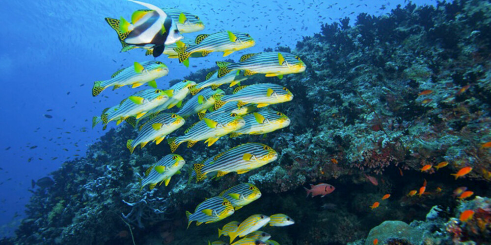 UNDER VANN.  Få steder i verden kan skryte av å ha så mange fargerike og fantastiske fisker som Maldivene.