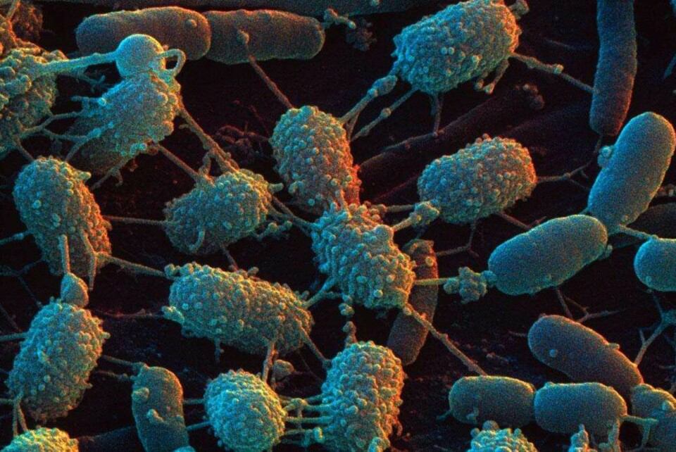 LISTERIA: Trives på kjøkkenklut, men man ser heldigvis få utbrudd av dette i Norge. FOTO: Glogster.com.