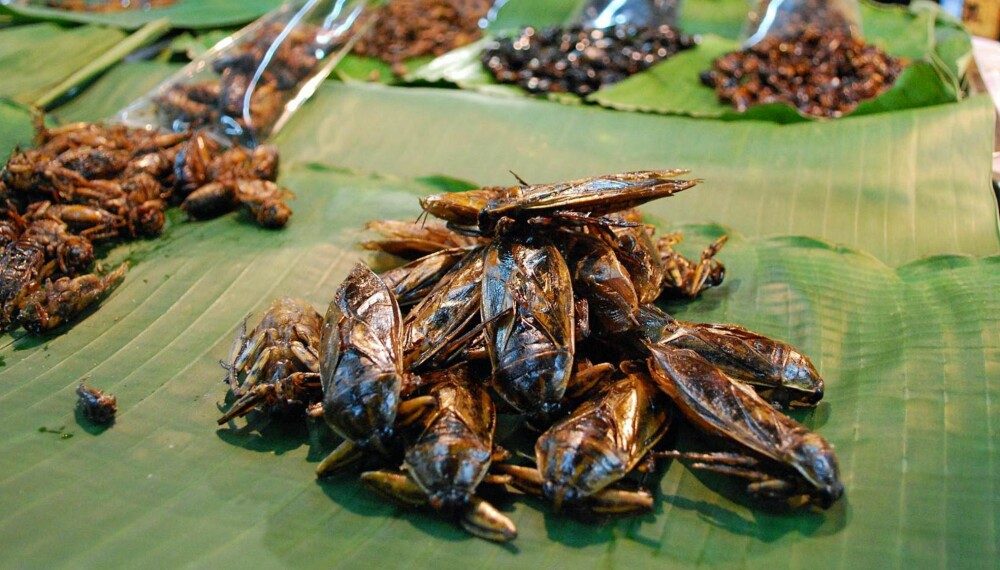 FRISTENDE? Hva med noen deilige insekter? Disse ble fotografert i Thailand.