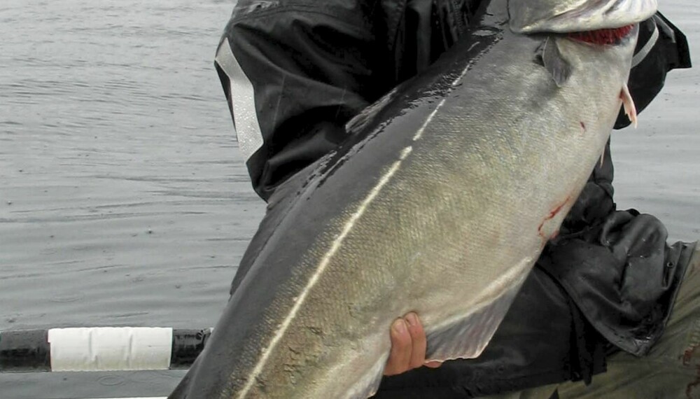 LITT AV EN SEI: Svenske Niklaus Bauer tok denne seien ved Værøy i august 2004. Fisken som veide 14,865 kg, er hittil den største seien som er tatt på flue i Norge.