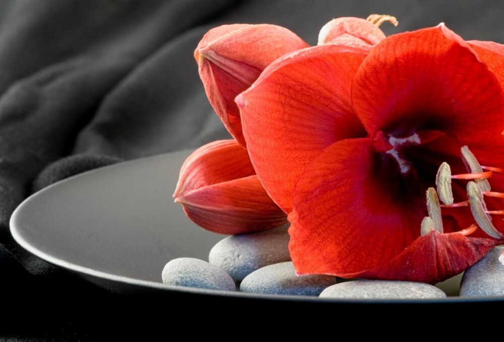 LURES: Amaryllis må lures til å blomstre ved hjelp av temperaturøkning, men blomstringen er vel verd strevet.