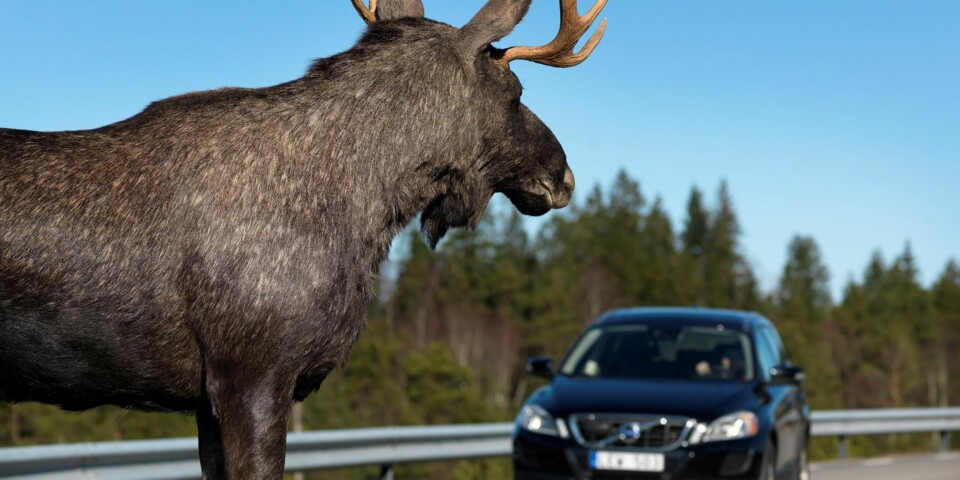 Snart ser bilen elgen i mørke
