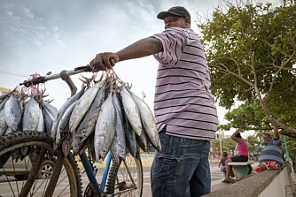 Dyrere fisk: Mindre fisk i havet betyr selvsagt dyrere fisk for dem som ønsker det til middag. Her fra det lille lokale fiskemarkedet om morgenen i byen Riohacha.