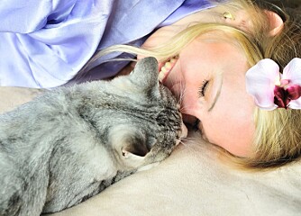 Kan jeg bli smittet med farlig parasitt når jeg koser med katten? Foto: Colourbox.no