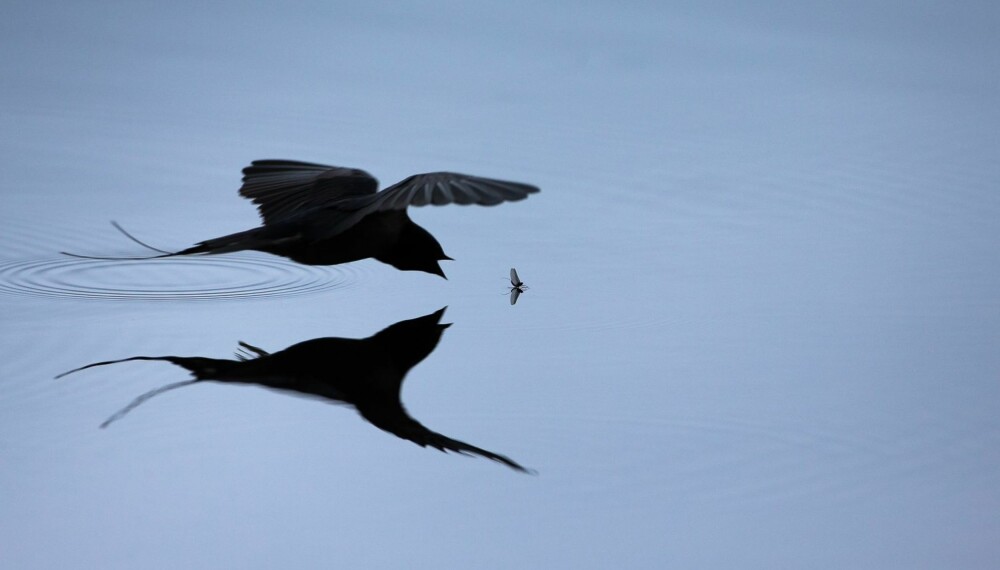 Låvesvale plukker døgnflue. Gull. © Asle Bårdli
