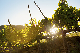 PÅ DRUEN: Det produseres mye god vin på Sardinia.