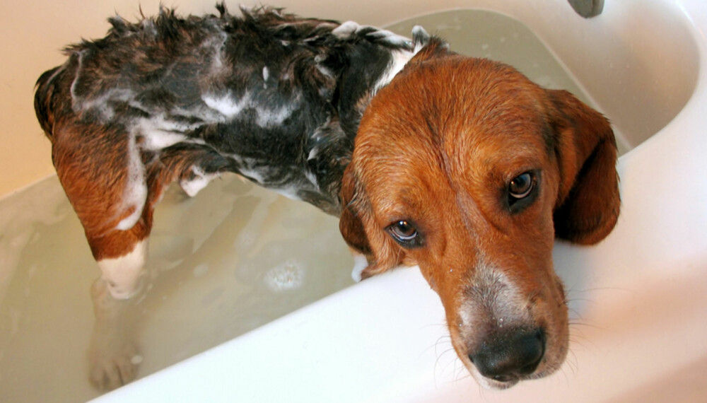 DÅRLIG ØKONOMI: Å fylle badekaret for å vaske hunden, lønner seg ikke. Bruk av karbad bruker opptil tre ganger mer energi enn dusj.