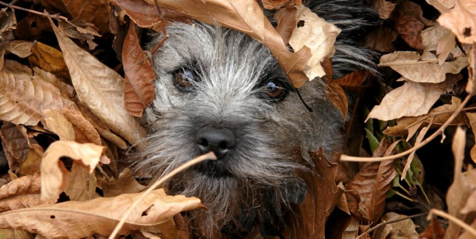 TITTEI: Når hunden blir borte i løvhaugen, er det på høy tid å rake!