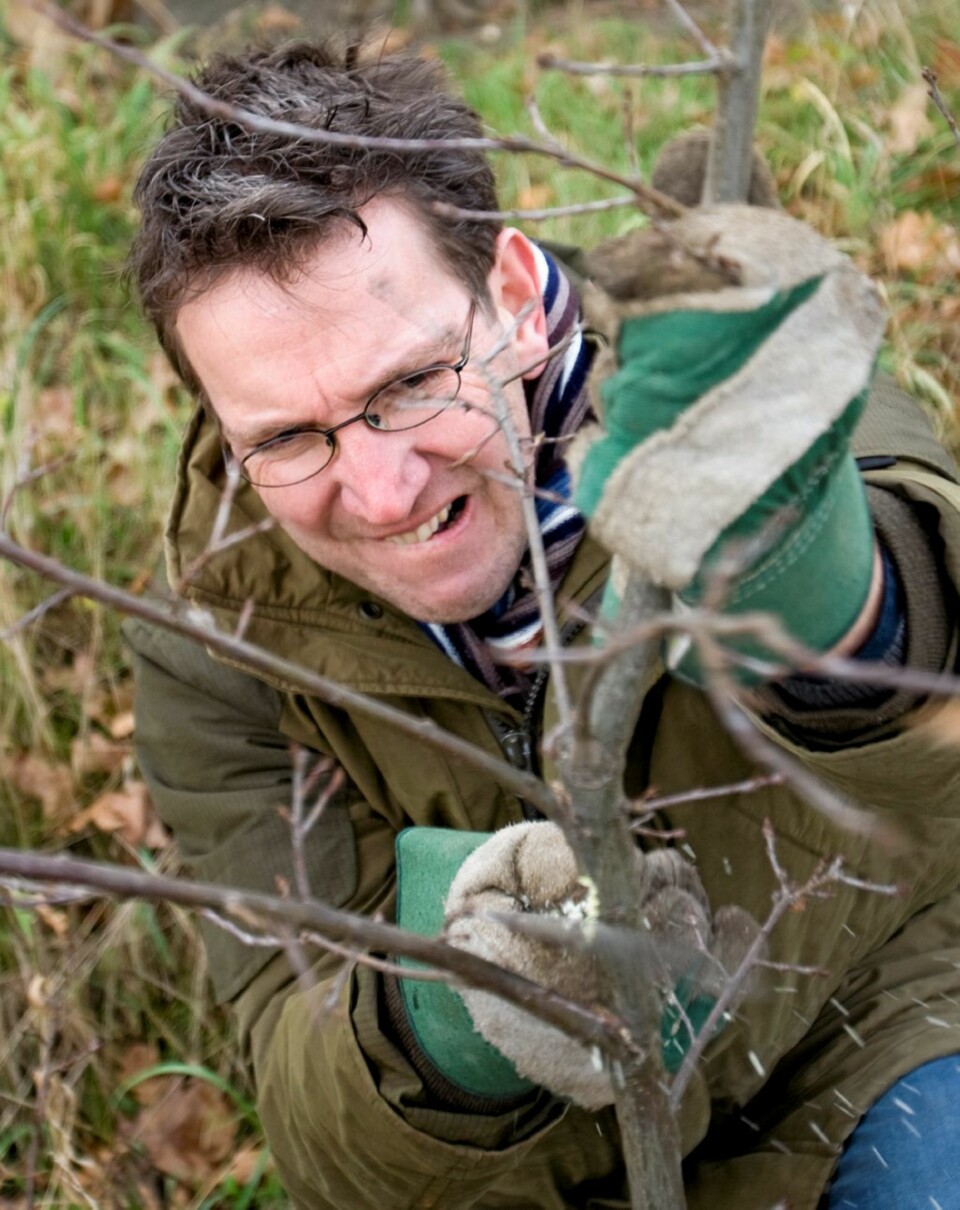 BESKJÆRING: Høst- og sommerblomstrende busker kan beskjæres om høsten. De vårblomstrende danner ofte knoppanlegg nå, og da mister du blomstringen til våren hvis du skjærer hardt tilbake.
