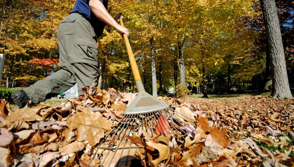RAKE: Prisen for å ha løvfellende trær er litt ekstra trim om høsten. Ikke la løv i mengder ligge på plenen, det kan gi soppsykdommer gode kår.