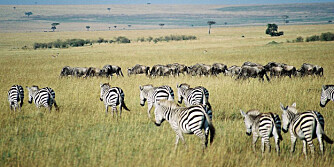 MITT AFRIKA: Det går nesten ikke an å besøke dette majestetiske kontinentet uten å ta inn det fantastiske dyrelivet man finner her.