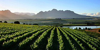 SØR-AFRIKA: Besøk den romantiske vinregionen i Sør-Afrika.