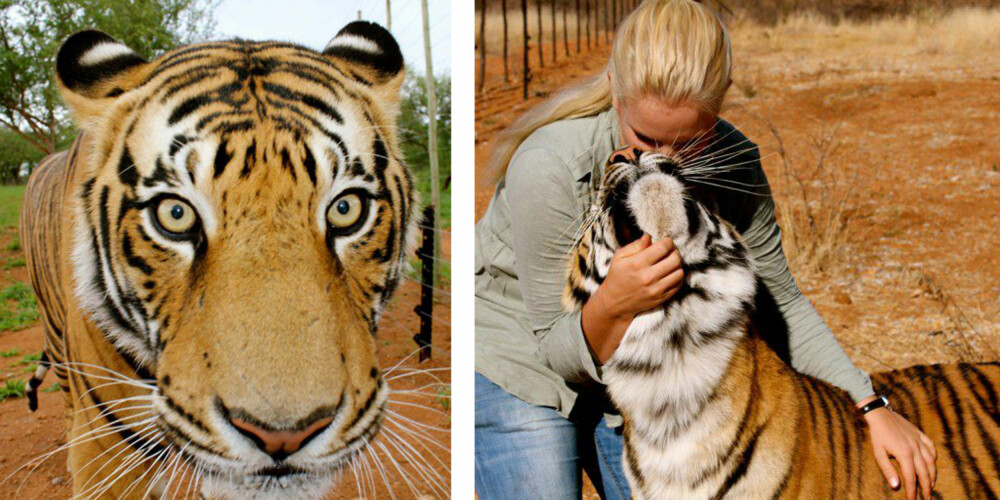 PÅ NÆRT HOLD: Christel var ikke mye redd selv når hun var med de største dyra. FOTO: Christel Stokke