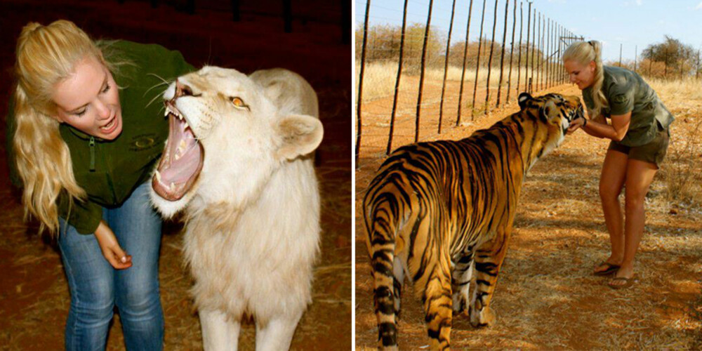 DETTE KALLES KOS: Både løvene og tigrene synes det var helt topp å være med Christel på tur. FOTO: Christel Stokke