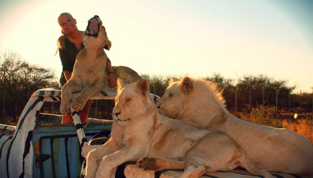 KNYTTET BÅND MED LØVER: En vanlig dag i Sør-Afrika bestod av å våkne av løvebrøl. FOTO: Christel Stokke