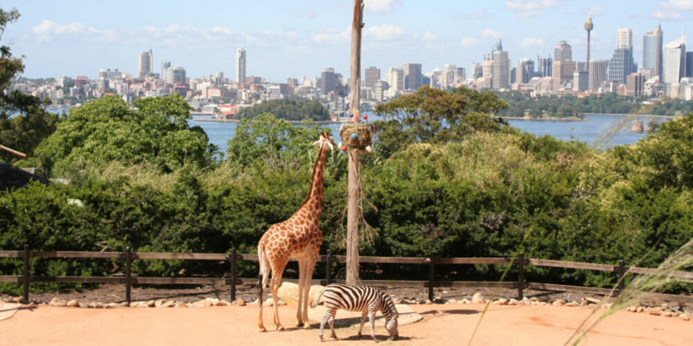 ROOM WITH A VIEW; Sjiraffene i Taronga Zoo kan ikke klage på utsikten i alle fall.