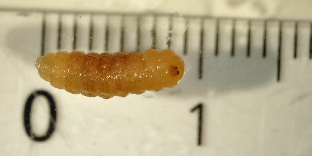 TRENGER INN I HUDEN: Dette er en Cordylobia antropophaga, eller Tumbu fly. En vanlig måte å få i seg disse larvene på er at man tørker klærne på bakken i Afrika, og tar dem på seg uten å stryke dem først. De kan trenge inn i hel hud. Dette eksemplaret trakk faren ut av huden på ei norsk jente, og sendte larven til Reiseklnikken.