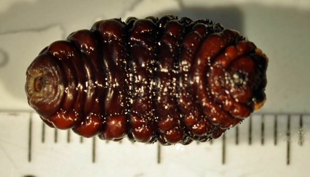 FLUELARVE: Denne fluelarven, Dermatobia hominis, Human botfly, kom ut av huden på en mann som hadde vært i Amazonas, han trodde det var en byll på ryggen. Larven var først hvit da den kom ut, men ble etter kort tid mørk brun. FLUELARVE: Denne fluelarven, Dermatobia hominis, Human botfly, kom ut av huden på en mann som hadde vært i Amazonas, han trodde det var en byll på ryggen. Larven var først hvit da den kom ut, men ble etter kort tid mørk brun.