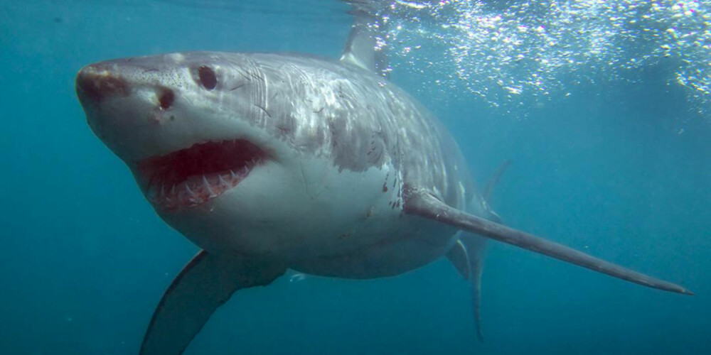 NÆRME DYKKERNE: Hvithaien kom helt inntil buret fordi de lokket med agn. FOTO: Hennie Krugel ved Great White Shark Tours
