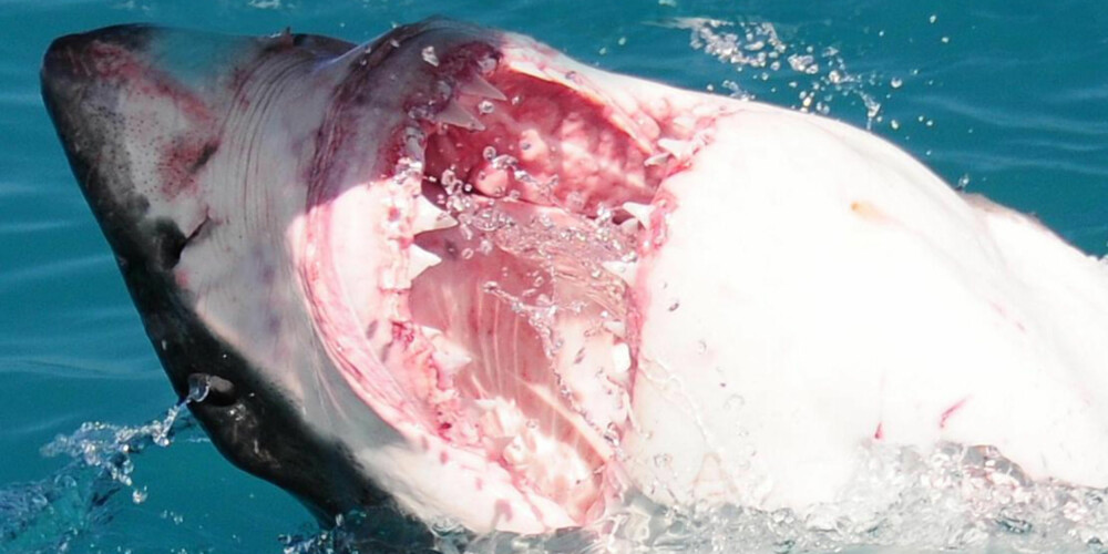 HAIANGREP: De fleste som blir angrepet av hai er surfere. FOTO: Hennie Krugel ved Great White Shark Tours