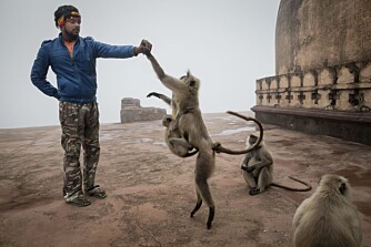 Manuch mater aper på taket av Chaturbuj Mandir. Han mente å kunne kommunisere med de pelskledde dyrene, men advarte meg om at de kan være farlige ¿ særlig hvis jeg skulle finne på å møte blikket deres.
