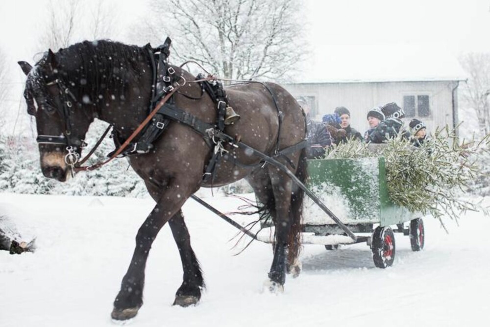VINTERIDYLL: Flere gårder tilbyr tur ut i skogen med hest og slede for å hogge juletrær.