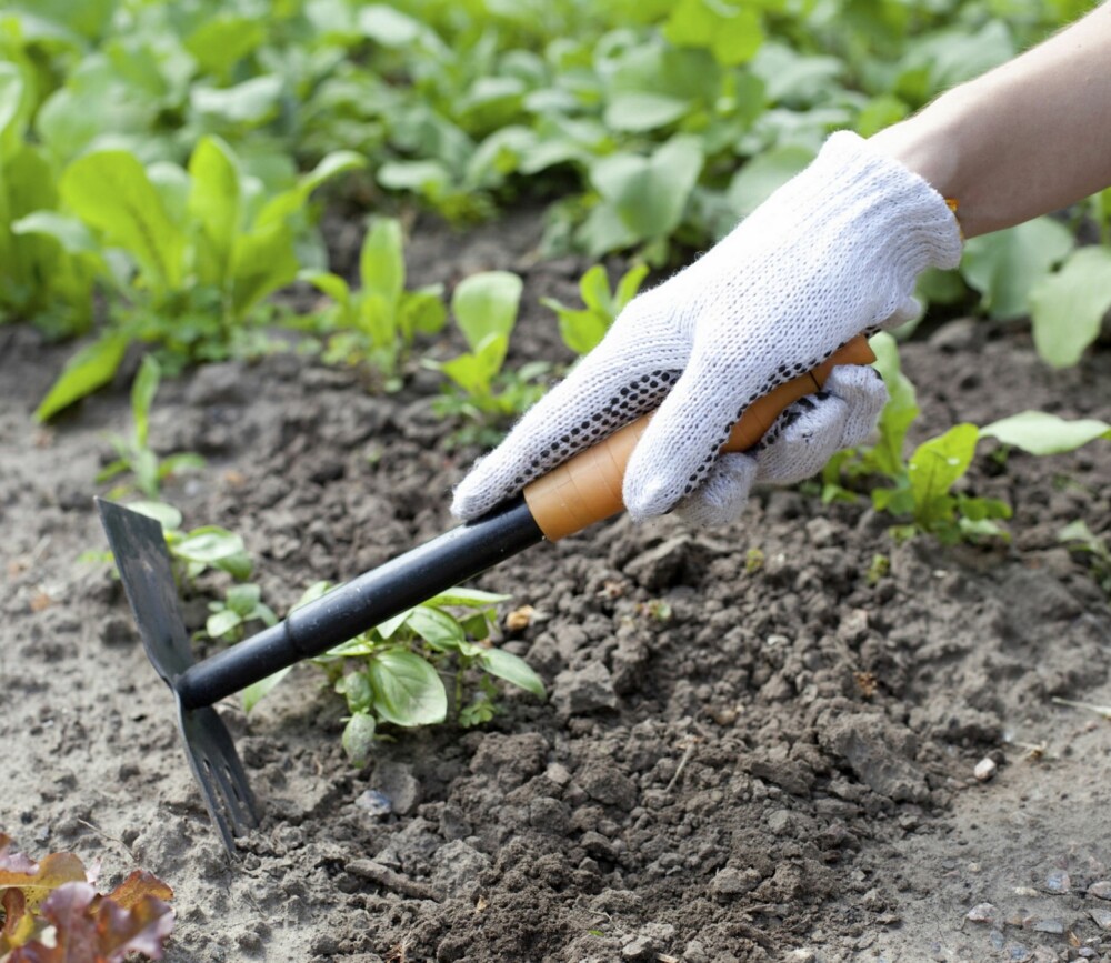 HANSKER: Hender får lett gjennomgå under hagearbeid, samtidig som at UV-strålene gjør sitt. Bruk derfor hansker så ofte som mulig.