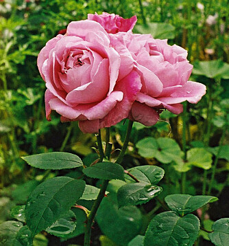 'Mary Rose' remonterer: Skjærer du den lett tilbake etter blomstring, kommer den igjen med en ny blomstring om høsten.