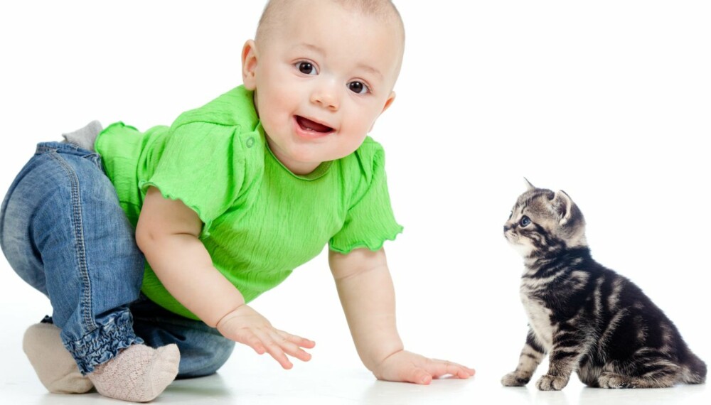 Katter og barn kan leve i full harmoni sammen, men det er smart med noen forholdsregler i familien. Foto: Colourbox.no