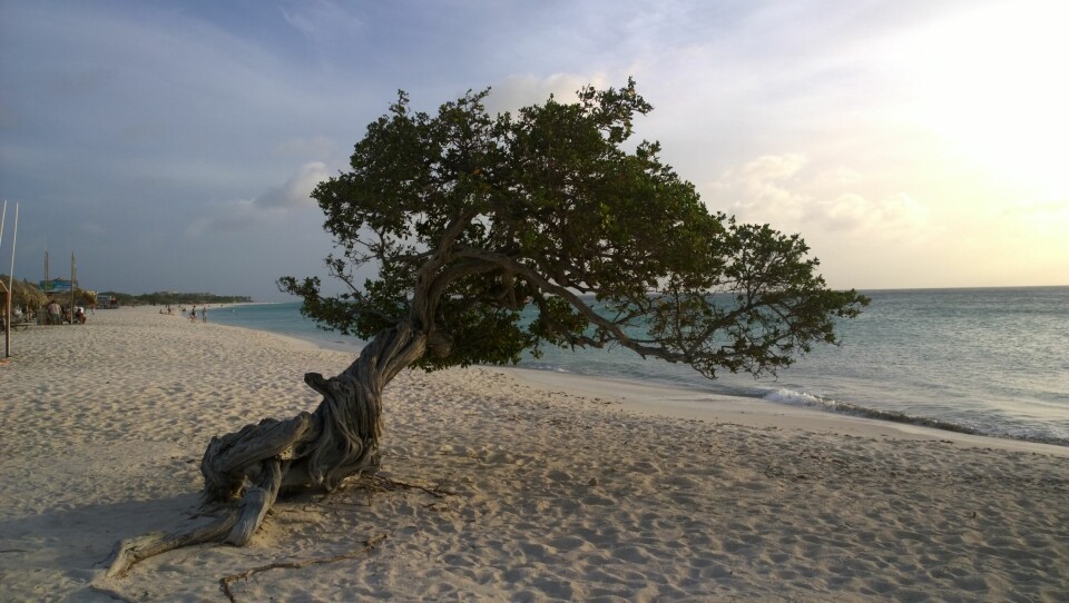 En av verdens vakreste strender: Eagle beach - i solnedgang. Dette treet må vel også være et av verdens mest fotograferte trær - og er populær bakgrunn for bryllupsbilder!