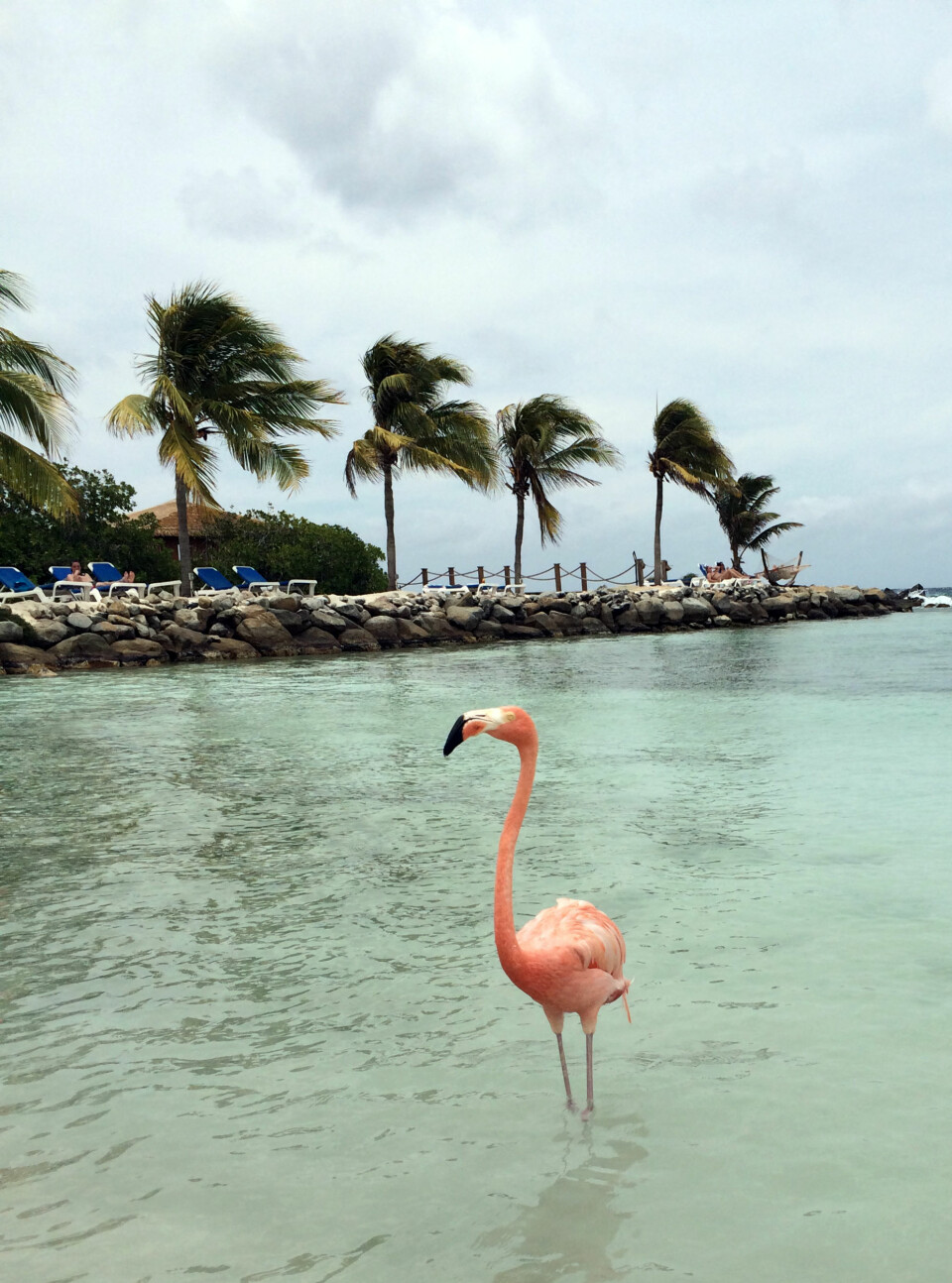 En av flamingoene som sjarmerte meg i senk. De er så tamme at de til og med kan spise fra hendene. Stas! Foto: Cecilie H. Eggen
