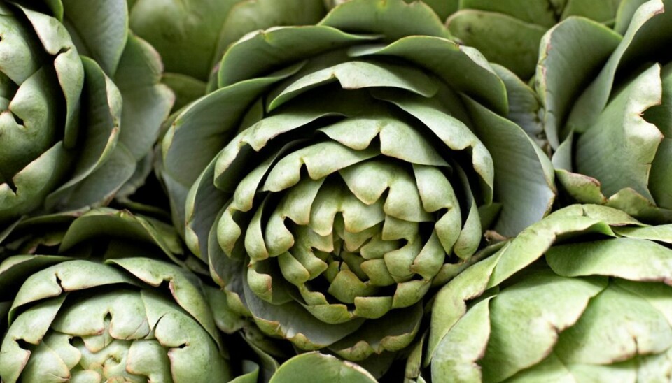 TA SKVIS-TESTEN PÅ ARTISJOKKEN: Når du klemmer på den, skal du høre en gnissende lyd, og knoppene skal være lukket. Topp farge? Se for deg en håndfull pistasjnøtter.