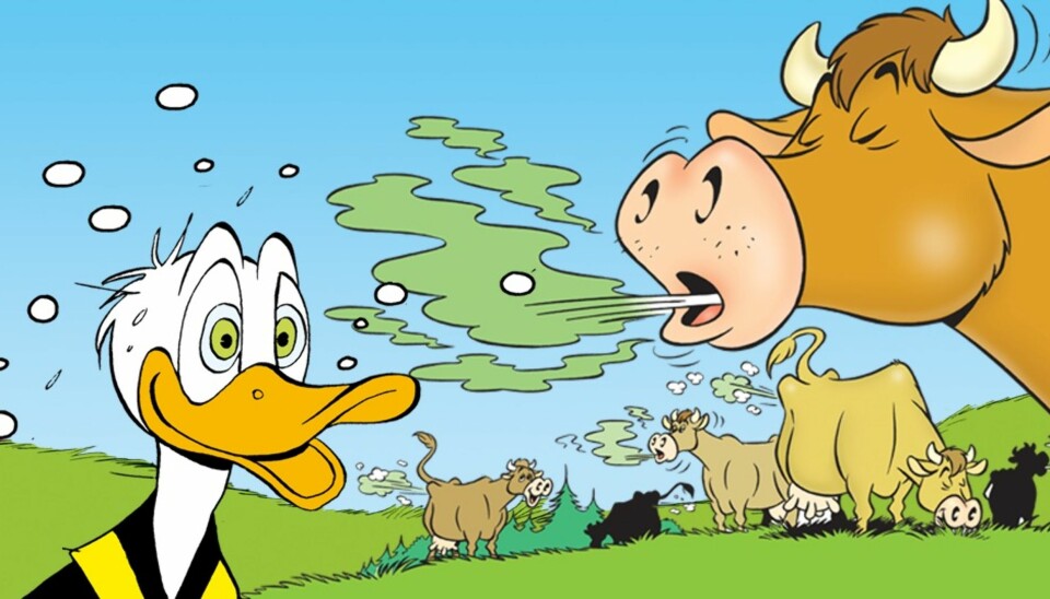 Er du klok som en snok eller matt som en katt!