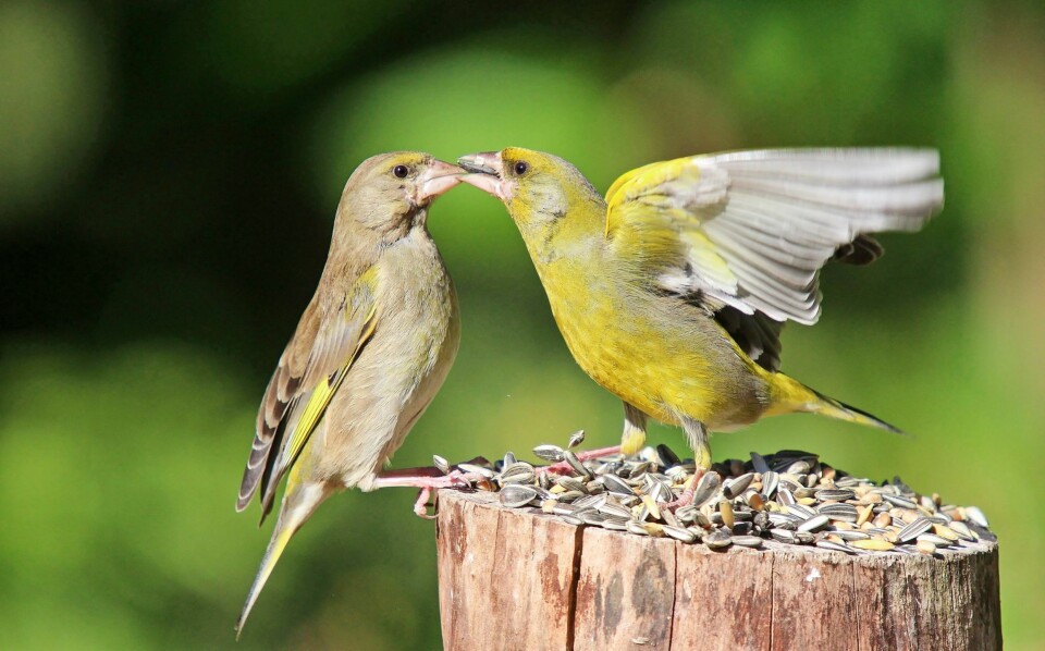KONTAKT: To grønnfinker mater hverandre - eller er det et kyss de gir hverandre?