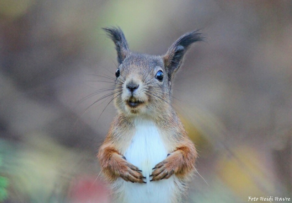 HEI PÅ DEG: Her er sjarmøren Snapp - man blir i godt humør bare av å se på ham