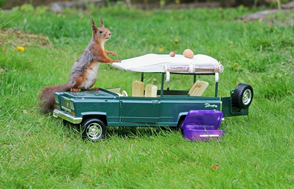 UT PÅ TUR: Her er det ekornet Snipp som er nysgjerrig. Han har lyst på en kjøretur, kanskje?