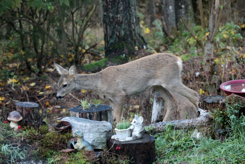 RENE DISNEY-FILMEN: Og her er det et rådyr som er kommet på besøk i eventyrhagen.