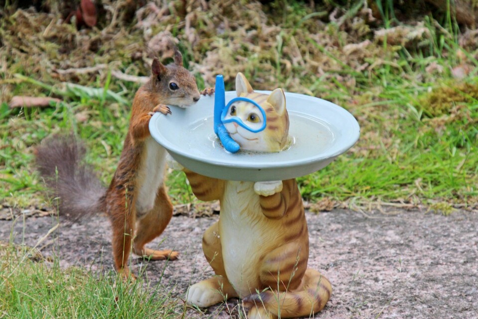 HVA I ALL VERDEN: Snapp er nysgjerrig, og lurer på hva slags badeglad katt dette er...