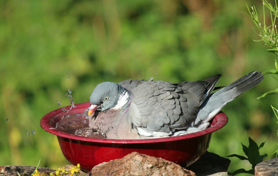 SÅ VANNET SKVETTER: Et bad trenger vi alle innimellom. Og denne duen koser seg.