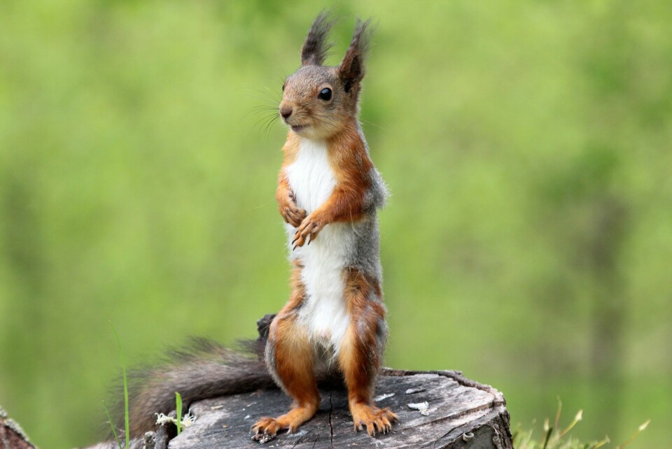 GØYAL DAME: Ekornet Molly skuer ut i verden...