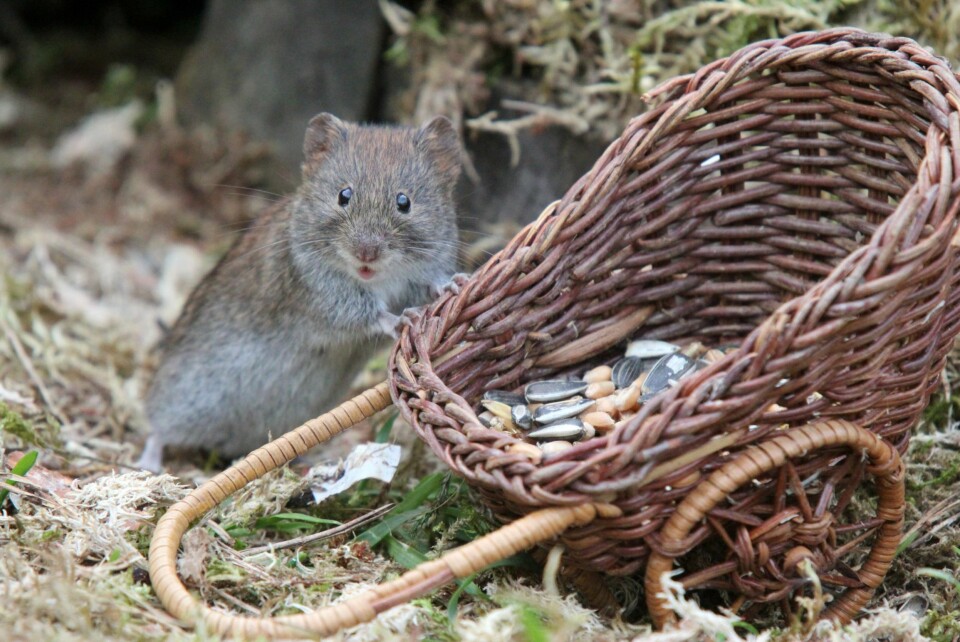 ER DET NOE MAT HER?: Her er det Mussi som er kommet på besøk i Eventyrhagen.