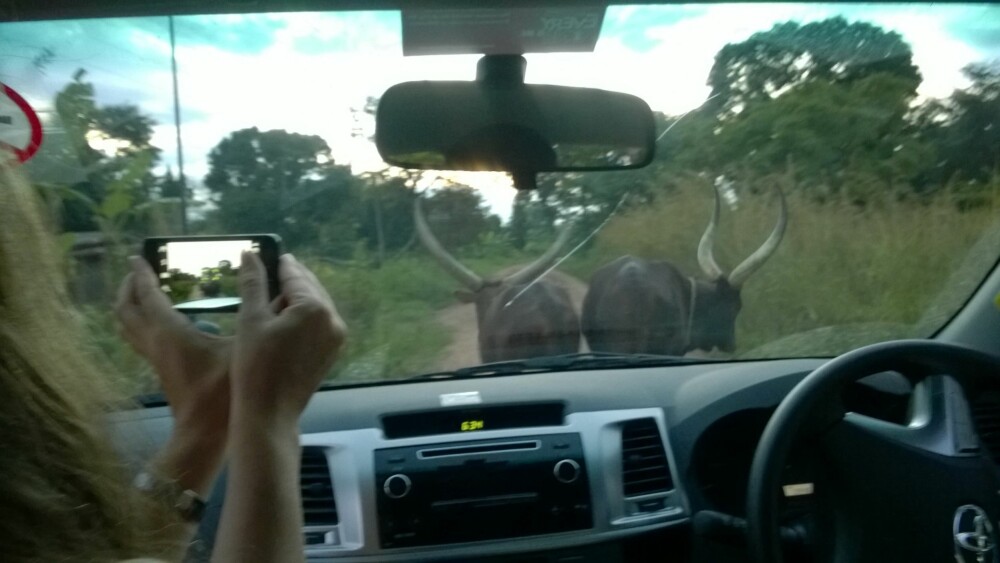 DYRELIV: Kuene i Uganda kan karakteriseres ved to ting: de flotte hornene, og en egen evne til å ta det helt med ro hvis biler kommer kjørende.