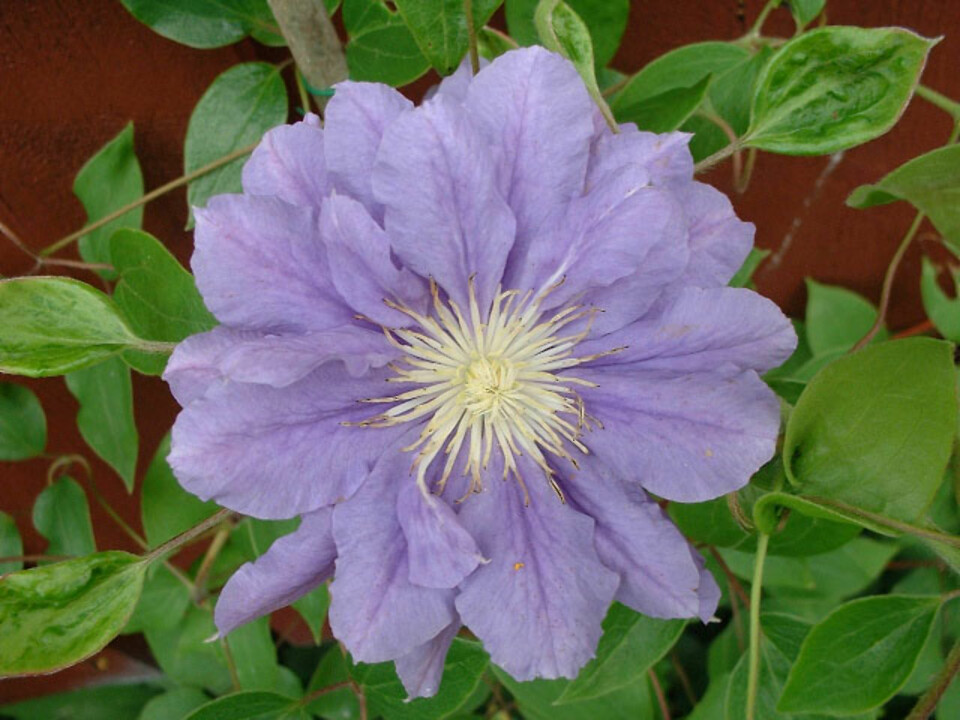 Clematis 'Kiri Te Kanawa' er sart lilla.