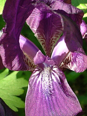 Hageirisen (<i>Iris germanica</i>)er velkjent for mange, og fremviser gjerne nydelige blå, lilla og purpur nyanser.